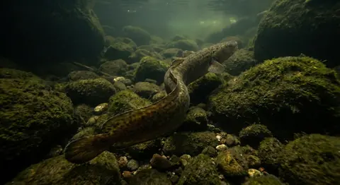 An eelpout, long and mottled, moving over mossy rocks underwater.