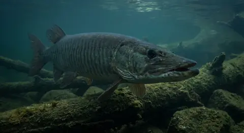 A muskie swimming past a sunken log underwater.