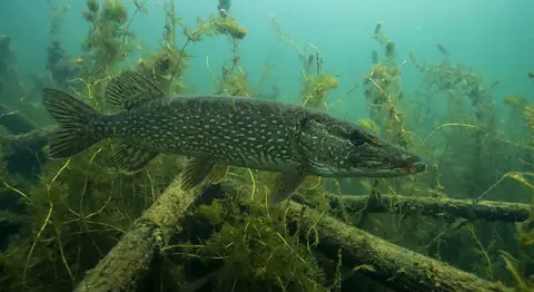 A northern pike hanging in weeds underwater.