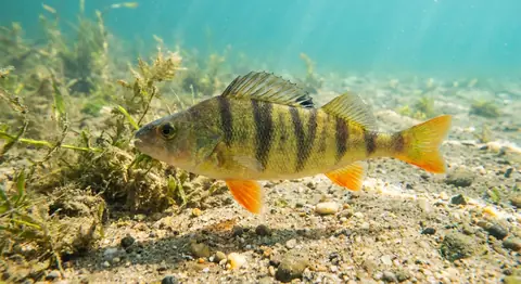 A yellow perch with dark vertical bars and orange fins over a sandy lake bed.